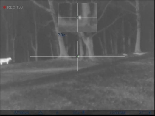 #coyotehunting #bogtripods #foxpro #pulsar #SCKYote