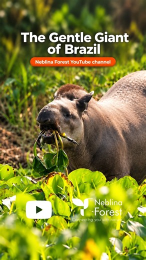 NF - Tapir #tapir #animals #shorts #nature #neblinaforest #wildlife