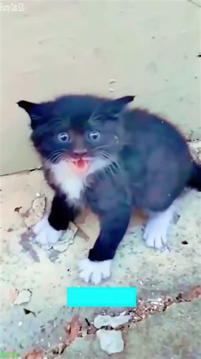 Grumpy Cat jumps and misses - Comedy Show 🎬 Viral Hit!