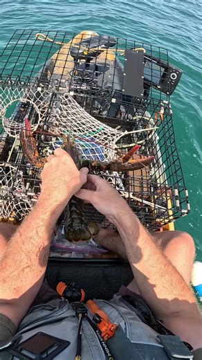 This was one of my best lobster catches of the season, 5 keepers in one pot @Fishbrain #lobsterfishing #fibad #fallwithfishbrain26 #lobster #catchandcook
