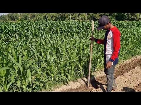 BRILLIANT FARMING TECHNIQUE WITH CREATIVE TOOL MAKES CORN PLANTING SATISFYING - Agricultural Farming