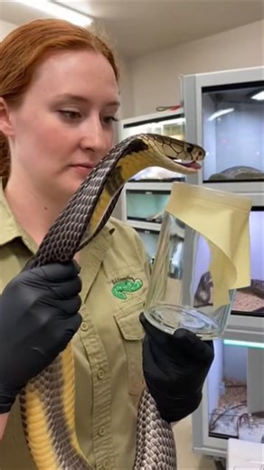 Giant Cobra Venom Extraction 🐍🔥 | Deadly Snake Close-Up #snake #venom #shorts