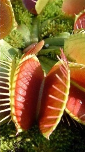 Venus Flytrap Carnivorous Plant😱😨#shorts