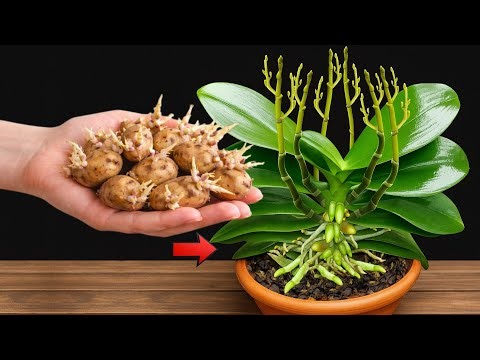 The Secret Trick to Make Orchids Bloom All Year Round