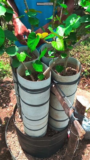 Bonsai Waru Gabungan Niagari Dari Nol #shorts