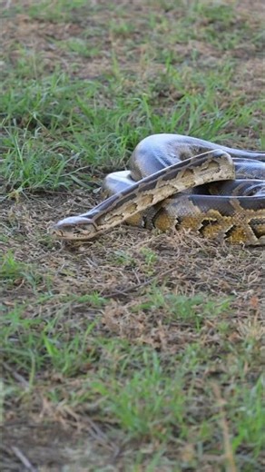 बाप रे इतना बड़ा अजगर सांप 🤔 Indian Mountain Rock Python 🐍