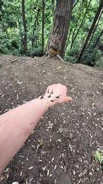 Kindest Monkey On Earth ❤️😲 #shorts