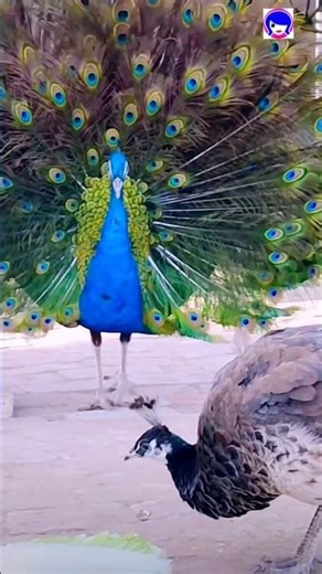 Male Peacock Impressing Female One #peacock #peafowl #pavoreal
