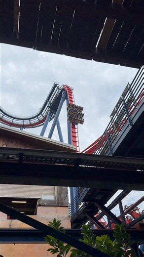Sheikra | Dropping In! | Busch Gardens | Roller Coaster | Dive Coaster | Fun | Roof | #FYP | #Shorts