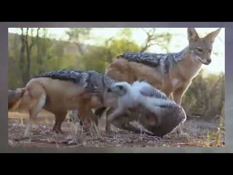 Python Attacks Eagle Nest — Then the Mother Strikes Back