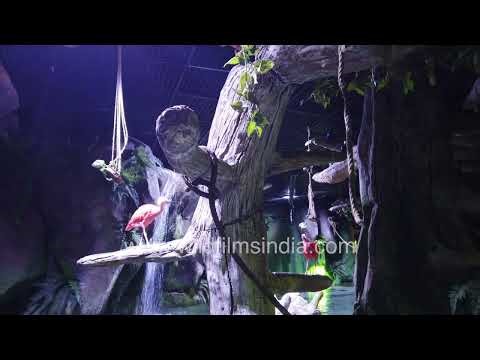 Flamingos gently stand on realistic-looking tree trunks at the National Aquarium Abu Dhabi.
