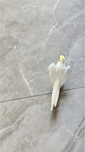 Cute Opera Singing Stroll ✨🦜😍#cockatielscraze