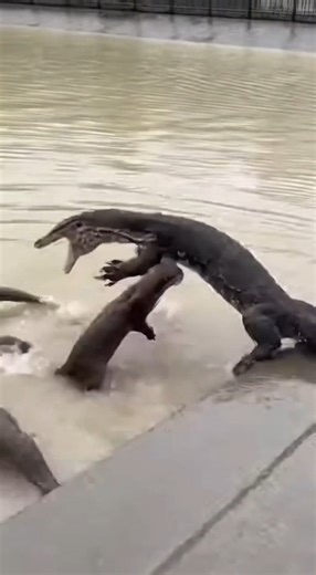 On a wet concrete riverbank, a gang of fearless Otters harasses a massive Monitor Lizard. The reptile tries to walk away, but the otters nip at its tail, forcing it to whip around and snap its jaws in defense. Seeking escape, the lizard dives into the murky water, but the relentless otter squad follows immediately, mobbing the predator in its own element. The clip ends with the lizard swimming frantically for its life while the coordinated pack chases it downstream. AI-generated content | Instan