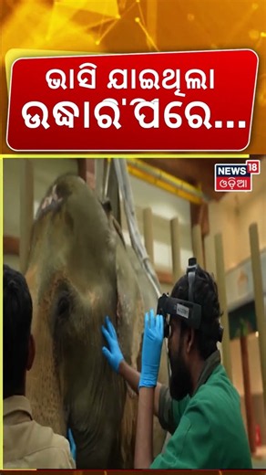 53-Year-Old Elephant Rescued From Assam-Nagaland Floods | Airlifted to Jamnagar | Vanatara Treatment