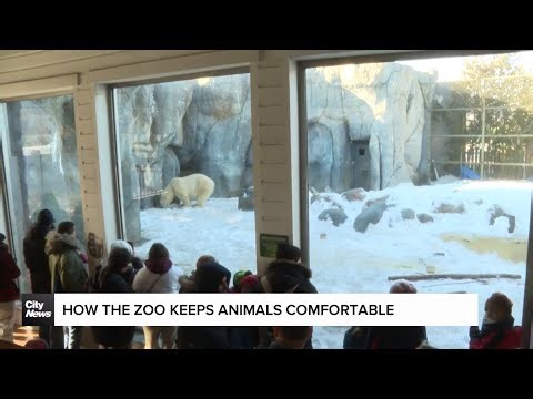 How the Toronto Zoo keeps animals comfortable in the cold