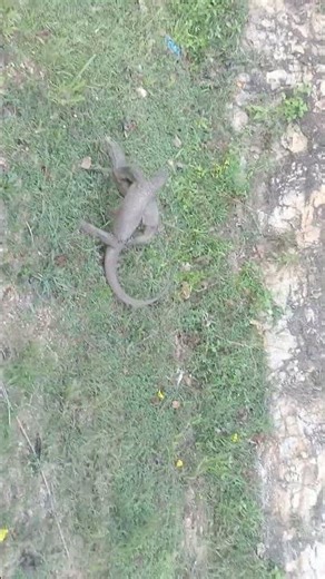 a fight between two monitor lizards