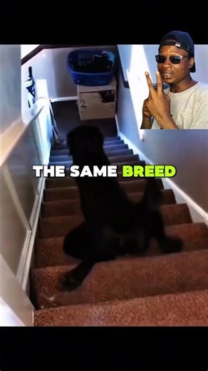 Why do some dogs struggle with stairs? #dogfacts #dog #shorts