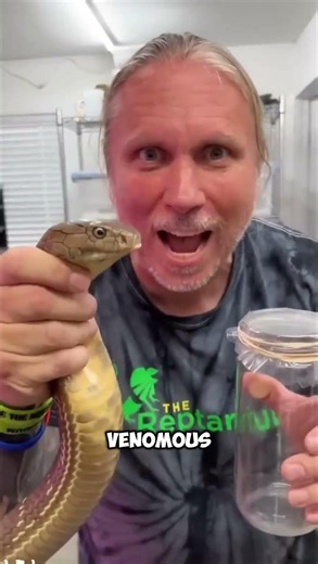 venomous vs poisonous snakes🐍