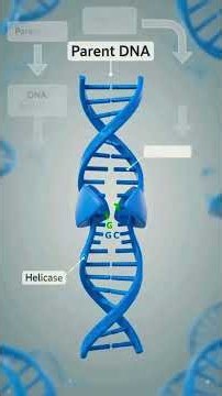 DNA Replication | Semi Conservative method of DNA | Heavy & Light DNA #dna #meselson #stahl #shorts