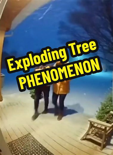 Understanding Exploding Trees in Cold Midwest Storms