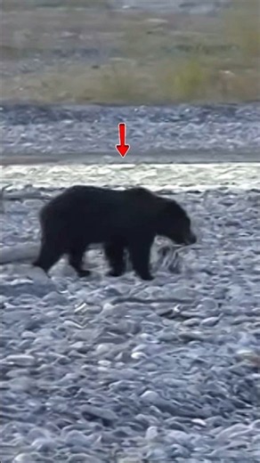 Black Bear Hunting Gone Wrong #hunting #bearhunting