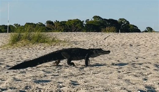 Alligator lumbers across Florida beach