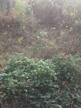 06 Wesley Crusher #freepalestine #experimental #outsidermusic #praisethelord #songsofpraise #jesus