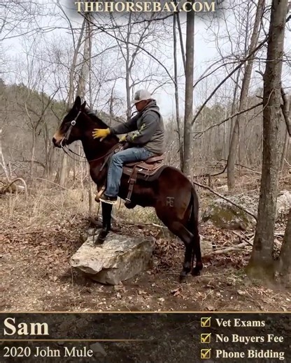 Bay John Mule For Sale | Consigned to Thehorsebay.com