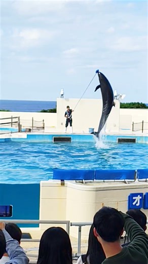 #日本 #沖繩縣 #美麗海水族館 #沖縄美ら海水族館 #海豚劇場 #オキちゃん劇場 #海豚秀 #20251216