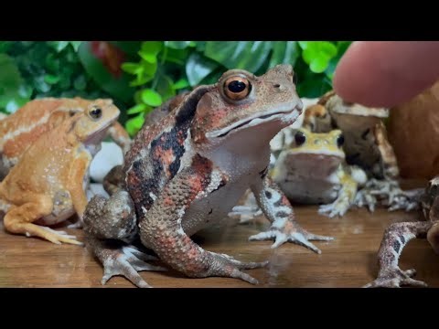 I gave instruction 🐸toad