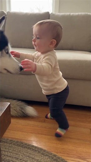 Two steps to milo|Baby with Husky...Baby play with Husky #funnybaby #babymoments #baby #husky