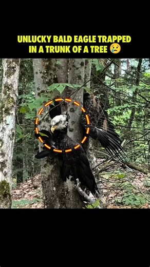 Bald Eagle Gets Trapped Between Tree Trunks — Kind People Rescue the King of Birds 🦅❤️