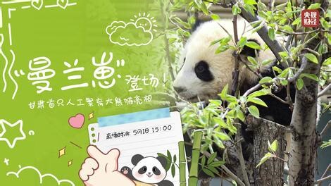 【直播回放】直播：“曼兰崽”登场！甘肃首只人工繁育大熊猫亮相 2026年05月01日15点场
