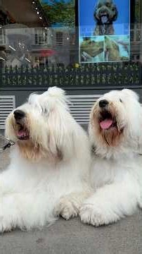 Movie Star Dogs Keep Getting Recognized On Their Day Off In London | The Dodo
