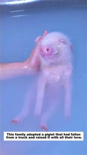 This family adopted a piglet that had fallen from a truck and raised it with all their love.