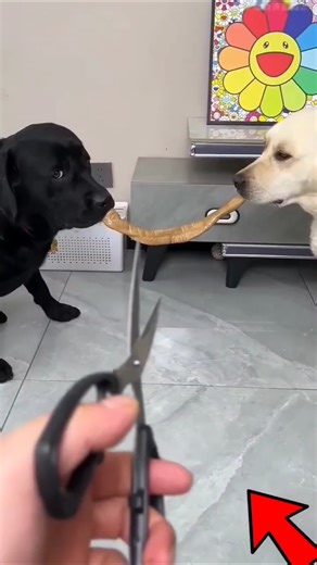 Two dogs eating for food challenge #telugushorts