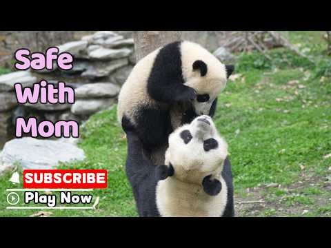 Little Panda VS Tree, Mom Has Its Back! | iPanda