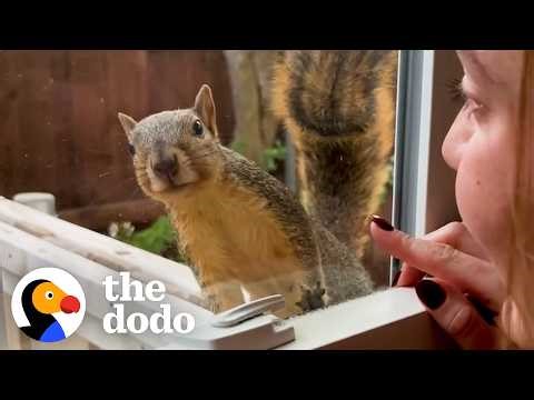 Couple Saves A Baby Squirrel —And He Keeps Coming Back | The Dodo