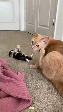 Unreliable cat mom 🤣😂