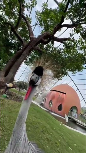Curious Crowned Crane Pecks Camera Lens Up Close
