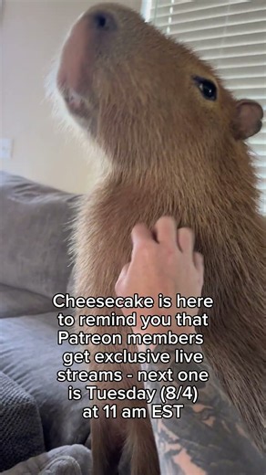 Hang with cheese