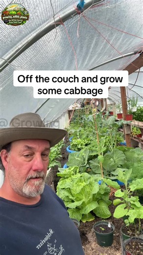 New variety of cabbage I’m trying this year turned out pretty good#upstateNewYorkgardening #vegetablegardening #howtoveggiegarden #growingcabbage #growingfoodfromseeds