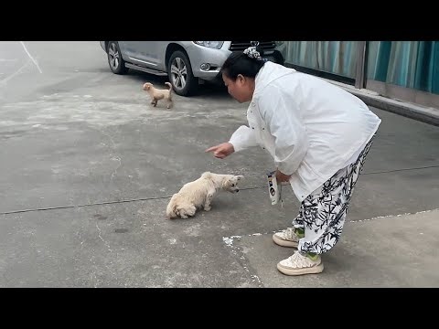 A Stray Dog Struggled in Labor for Two Days Until I Found Her on the Roadside!