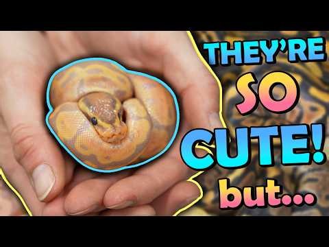 These Baby Snakes Are GORGEOUS... But Something's Wrong