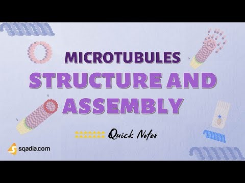 Microtubules | Structure and Assembly