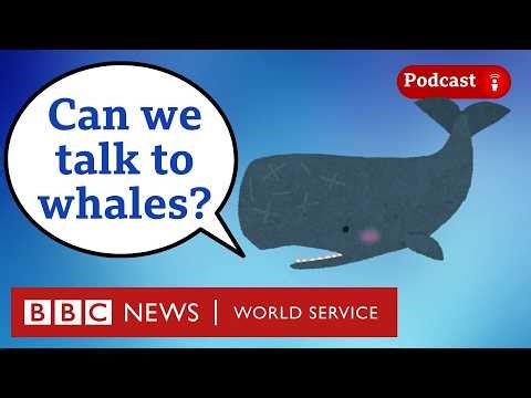 How AI could help us talk to animals - What in the World podcast, BBC World Service