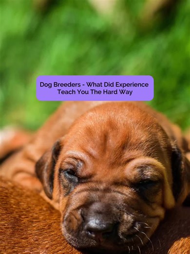 Experience changes the way most breeders approach things. Sometimes the hardest lessons become the most valuable ones — whether that’s whelping, neonatal care, breeding timing, monitoring, finances, or knowing when to intervene sooner. I’d genuinely love to hear what experience taught you to do differently as a breeder. 🐾