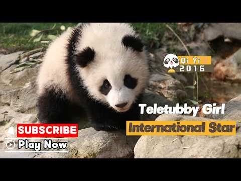 【Panda's Growing-up Diary】Episode 5 Qi Yi: Our Beloved Clingy Baby Has Grown Up | iPanda