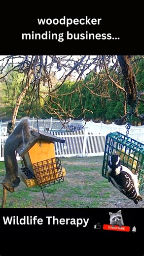 Blue Jay Screams… Squirrel PANICS 😳🐿️