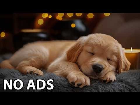 12 Hours Relaxing Music for Dogs 💖 Dogs Sleep Music 🎶 Soothing Melodies For Dogs Anxiety Relief